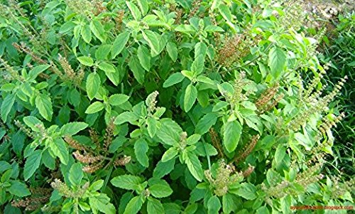 Harmony Nutraceuticals Tulsi Holy Basil Supplement - 120 Vegetarian Capsules - image 4