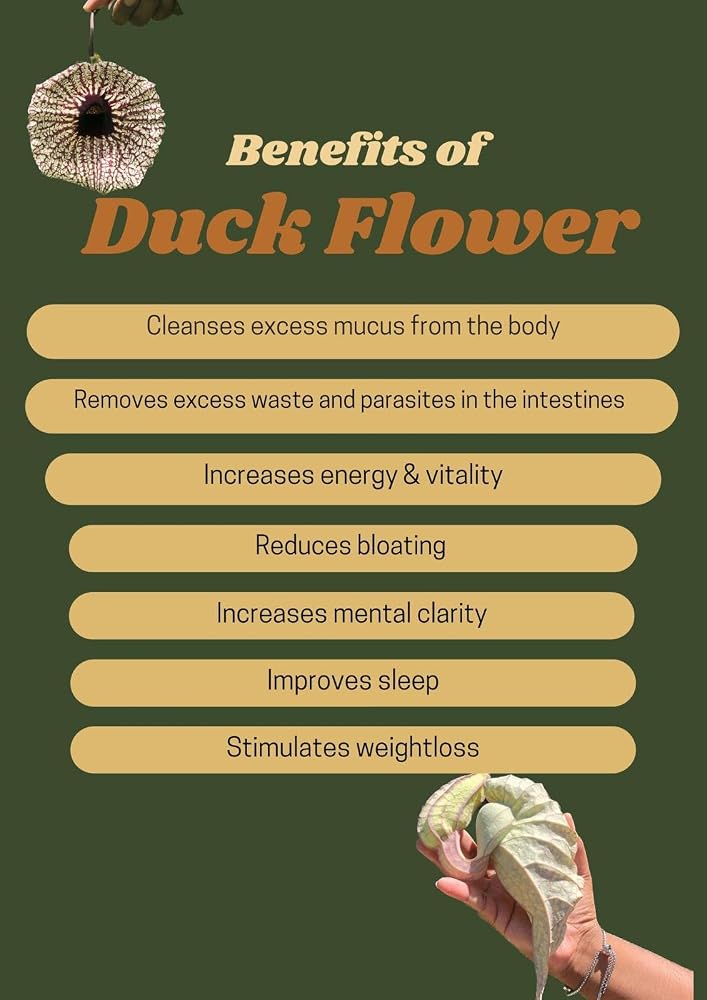 Generic Jamaican Duck Flower Wildcrafted Wellness - 2 Ounce - image 5