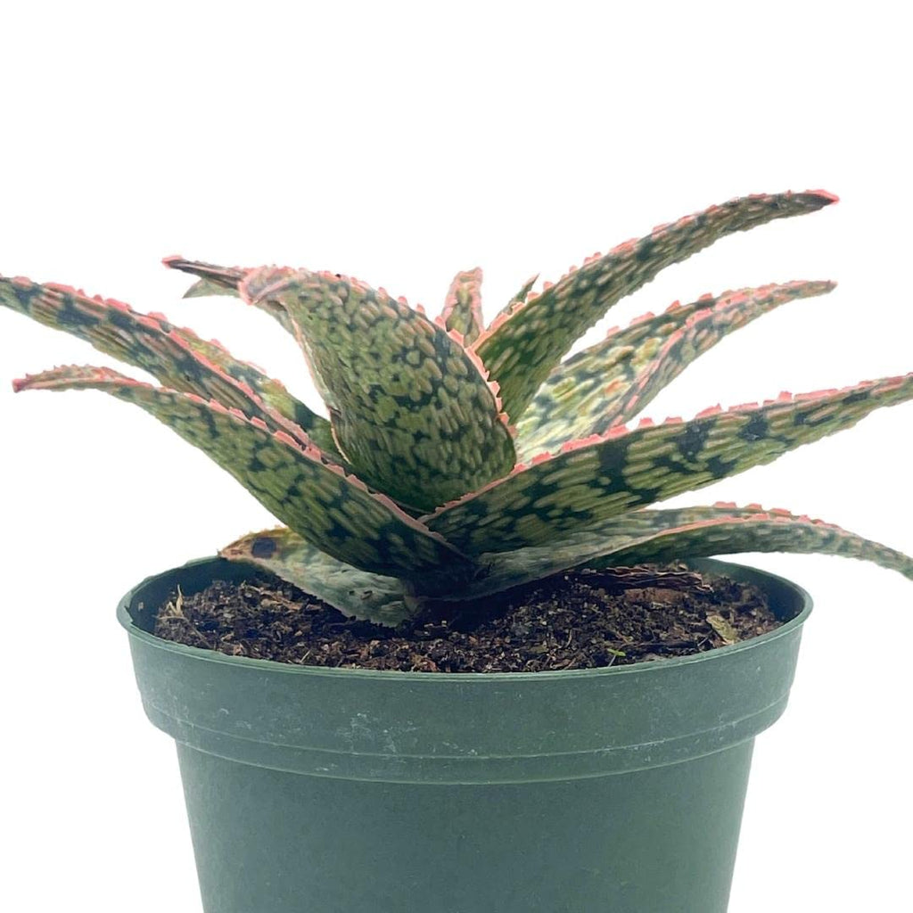 BubbleBlooms White Aloe Snowflake Aloe - 4 Inch Pot - image 4