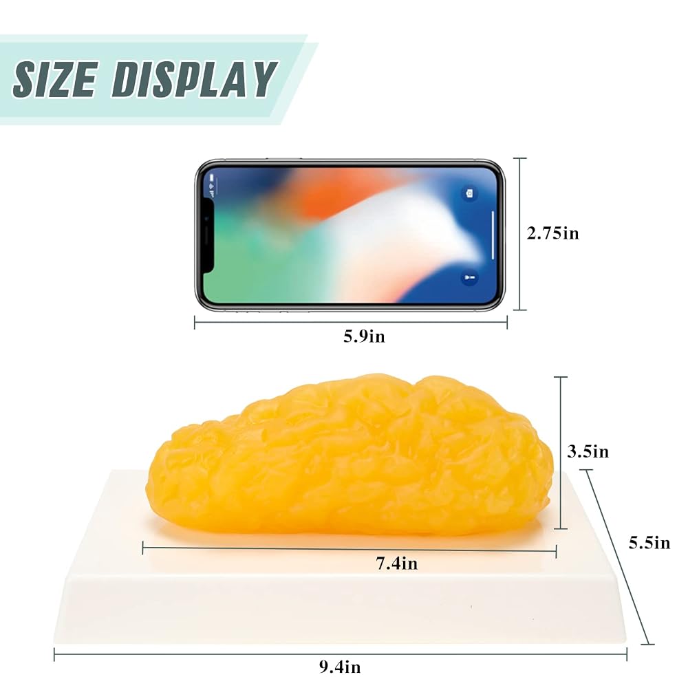 RONTEN 1 lb Human Fat Anatomical Model - Educational Display - image 3
