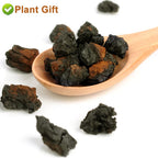 Plant Gift Chaga Mushroom Tea Chunks - 125g - image 5