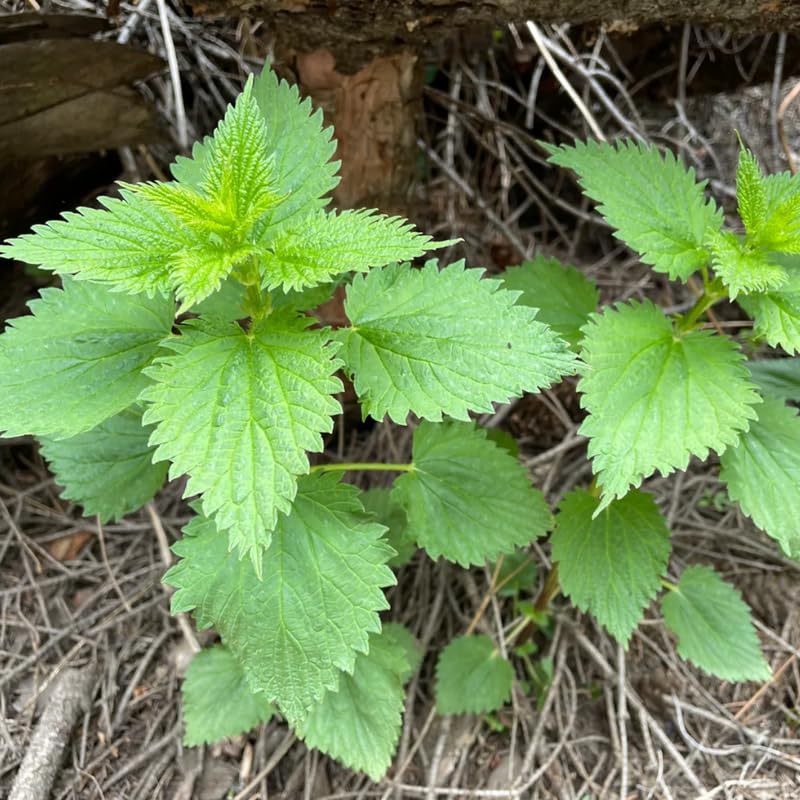 YOKEBOM Stinging Nettle Live Plants Herb - 3 Count