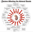 The One Minute Miracle Adrenal Essence Supplement - 120 Capsules - image 6