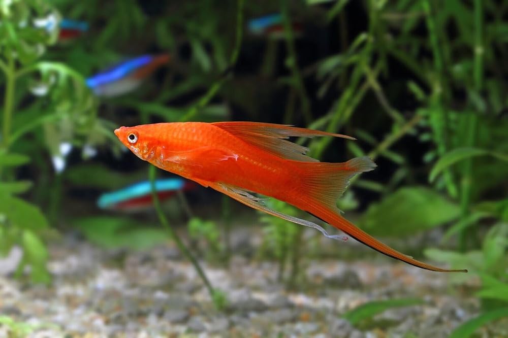 Aquatic Foods Inc. Guppy Micro Sinking Granules