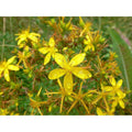 Unknown St. John's Wort Seeds - 25 Seed Pack