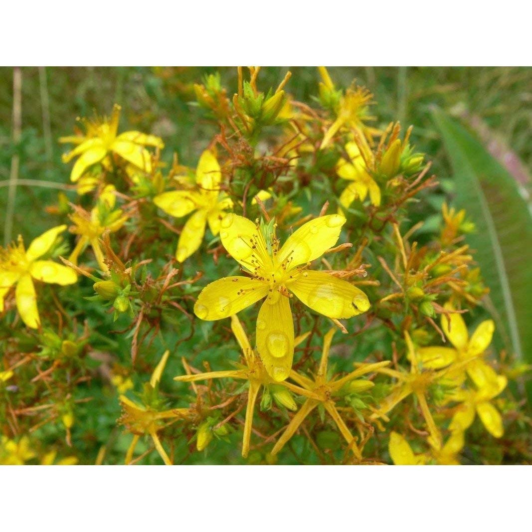 Unknown St. John's Wort Seeds - 25 Seed Pack