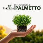 Circle C Farms Palmetto St. Augustine Grass Plugs - 72 Count - image 2