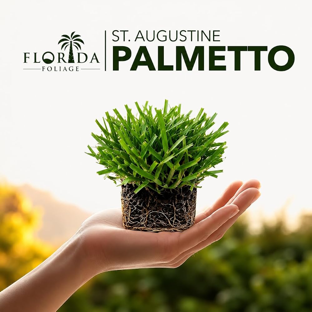 Circle C Farms Palmetto St. Augustine Grass Plugs - 72 Count - image 2