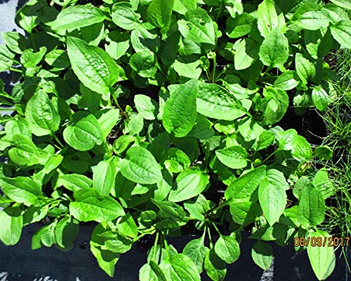 Colorado Hardy Plants Echinacea Purpurea Purple Cone Flower - 6 Pack - image 3