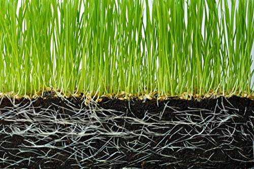 Soil Vigor Water Storing Crystals Soil Amendment - 20 LB - image 5