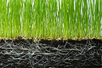 Soil Vigor Water Storing Crystals Soil Amendment - 20 LB - image 5