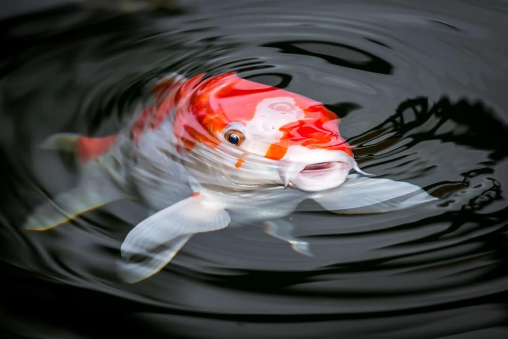 Aquatic Foods Inc. Koi & Pond Fish Krill Flakes. Arctic Krill Flakes
