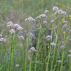Frozen Seed Capsules Anthos Valerian Seeds - 100 Seeds - image 4