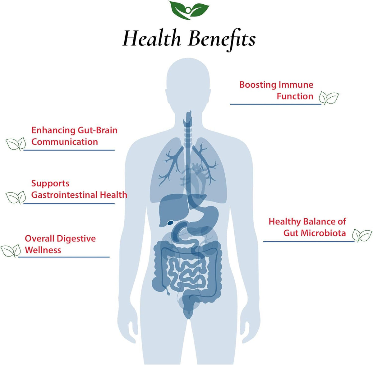 Foods For Gut Bifidobacterium Bifidum Probiotic Powder - 30g - image 4