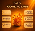 Nuvedo Cordyceps Mushroom Liquid Extract - 50 ml - image 3
