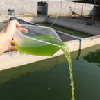 GREEN WATER FARM Concentrated Chlorella Powder - 1.06 oz - image 9