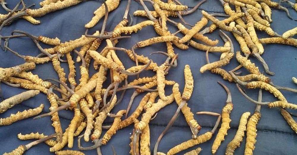 VEDASALE Wild Cordyceps Sinensis Mushroom for Energy - 5g - image 2