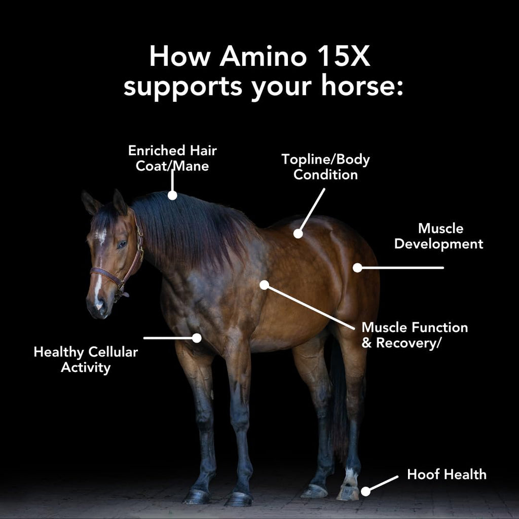 MVP Amino 15X Muscle Support Powder for Horses - 1.5lb - image 2