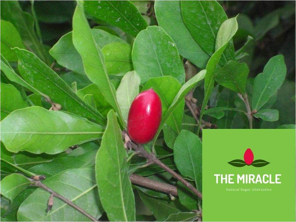 Miracle Fruit Plant Synsepalum dulcificum - 1 Plant