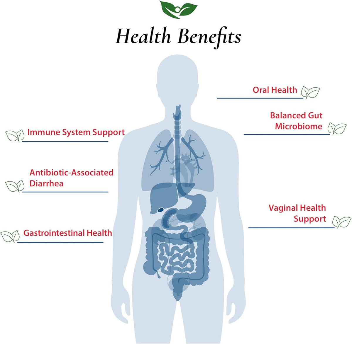 Foods For Gut Lactobacillus Rhamnosus GG Probiotic Powder - 30g - image 4