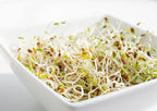 Food to Live Organic Alfalfa Sprouting Seeds - 8 Ounces - image 6