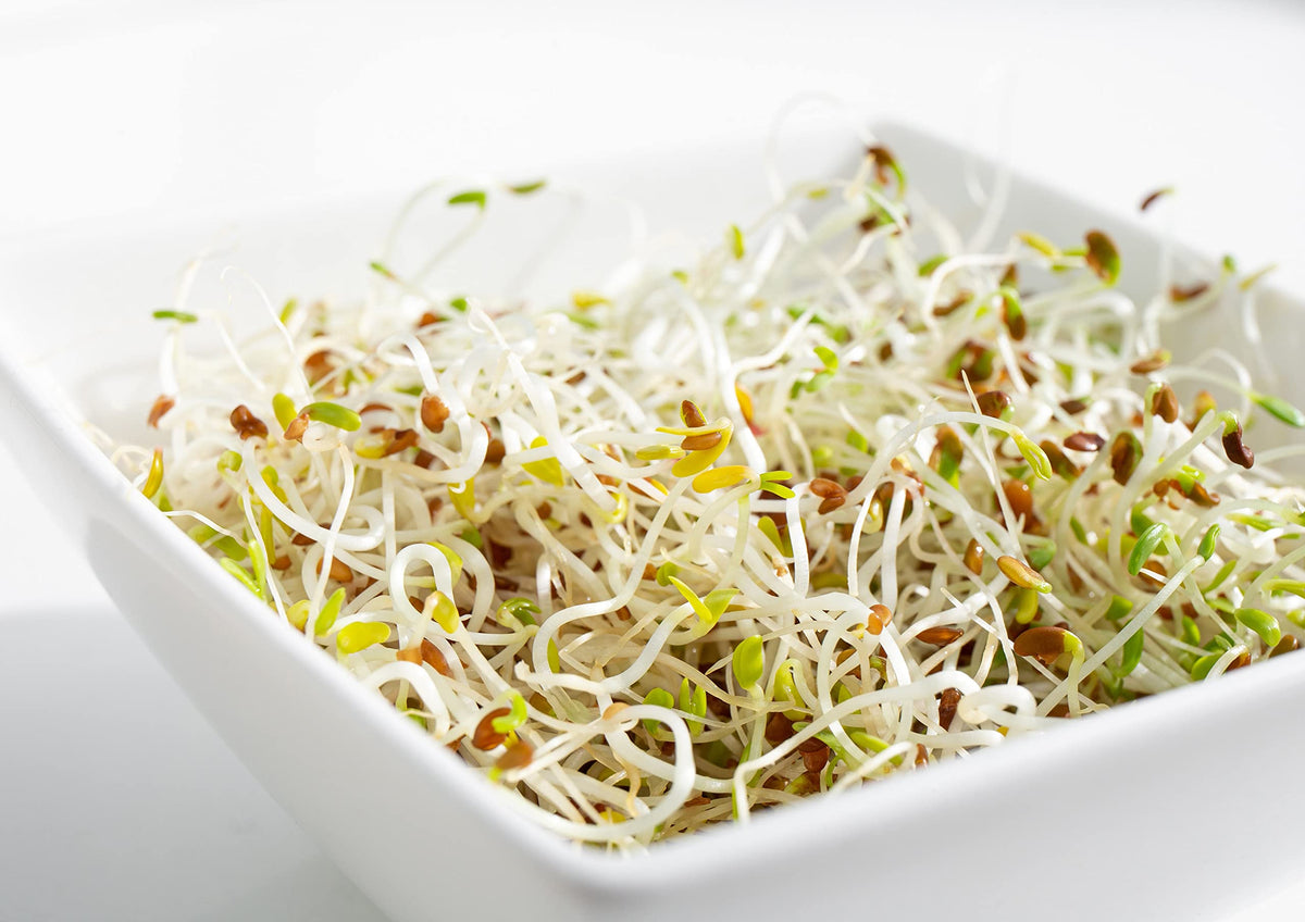 Food to Live Organic Alfalfa Sprouting Seeds - 8 Ounces - image 6