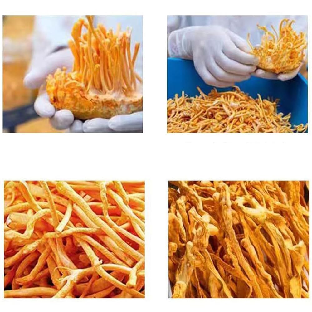 SIFANGDA Cordyceps Flower 虫草花/Dried Cordyceps Mushroom