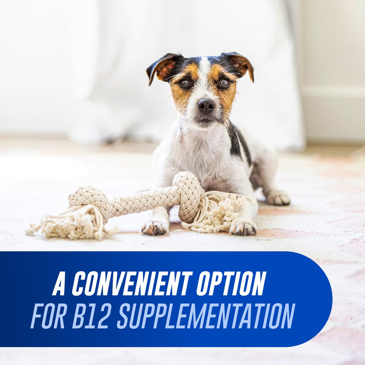 Nutramax Cobalequin B12 Supplement for Cats and Small Dogs - 45 Tablets - image 3
