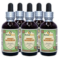 Herbal Terra LLC Sweet Woodruff (Galium Odoratum) Tincture