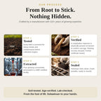 GINSEGOLD Korean Red Ginseng Extract 1,500mg - 30 Sticks - image 5