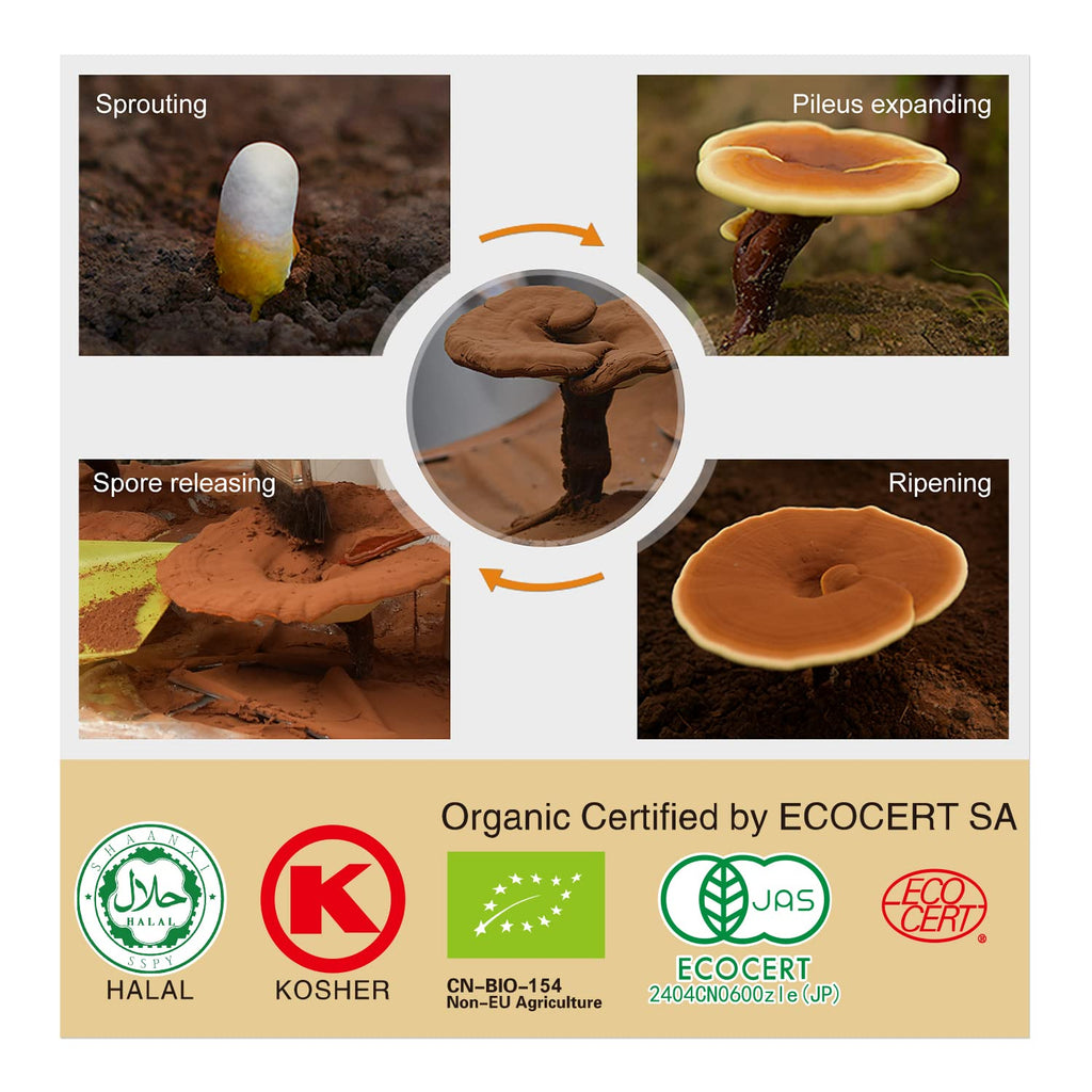 GANOHERB Organic Reishi Mushroom Capsules with 100% Ganoderma Lucidum
