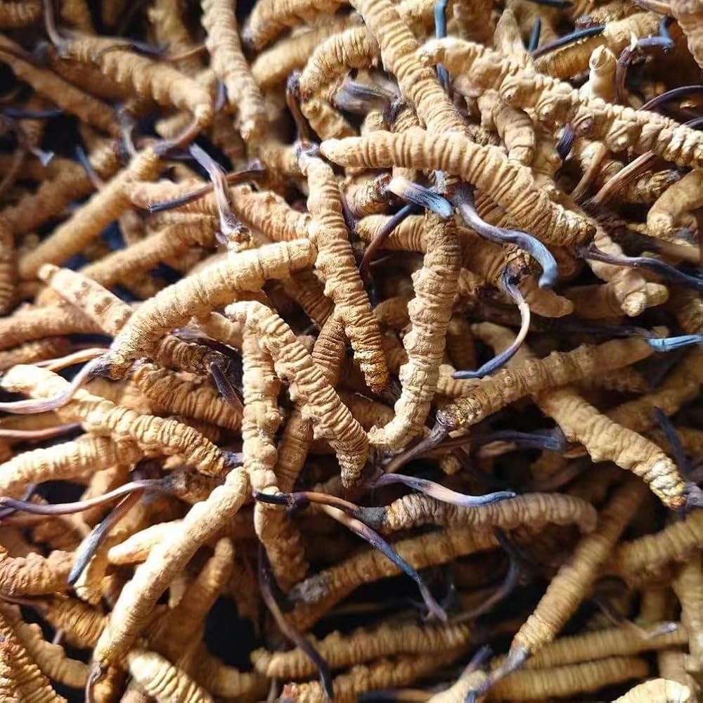 CHENXXLD Cordyceps Sinensis Chongcao Mushroom - 6g - image 3