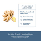 Eclectic Ginger 395 Mg Cog Fduv