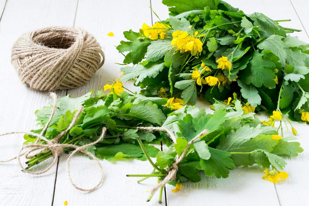 Health Embassy Greater Celandine Herb Tea - 100g - image 5