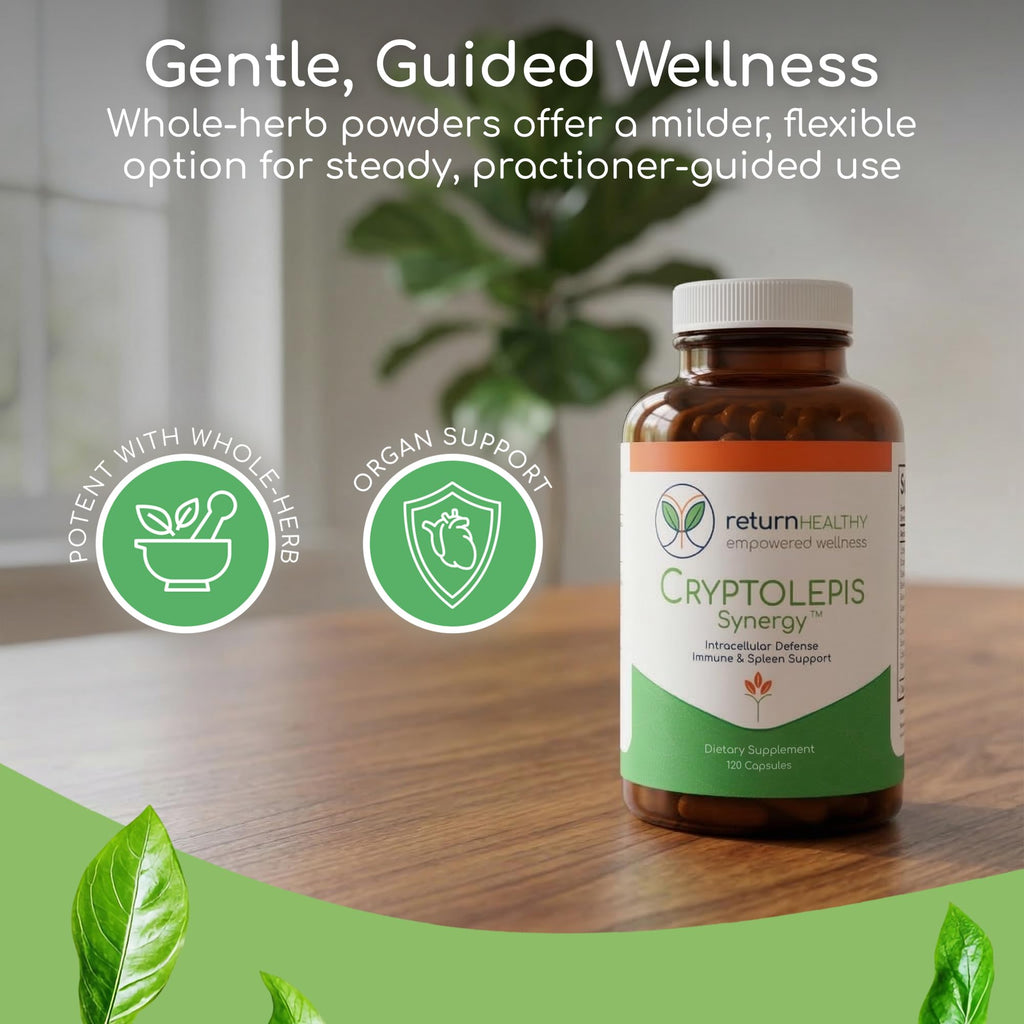 Return Healthy Cryptolepis Synergy Immune Support - 120 Capsules - image 3