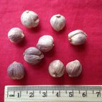 Xi Yao Peng Doukou Round Cardamom Fruit Dried - 100g - image 2