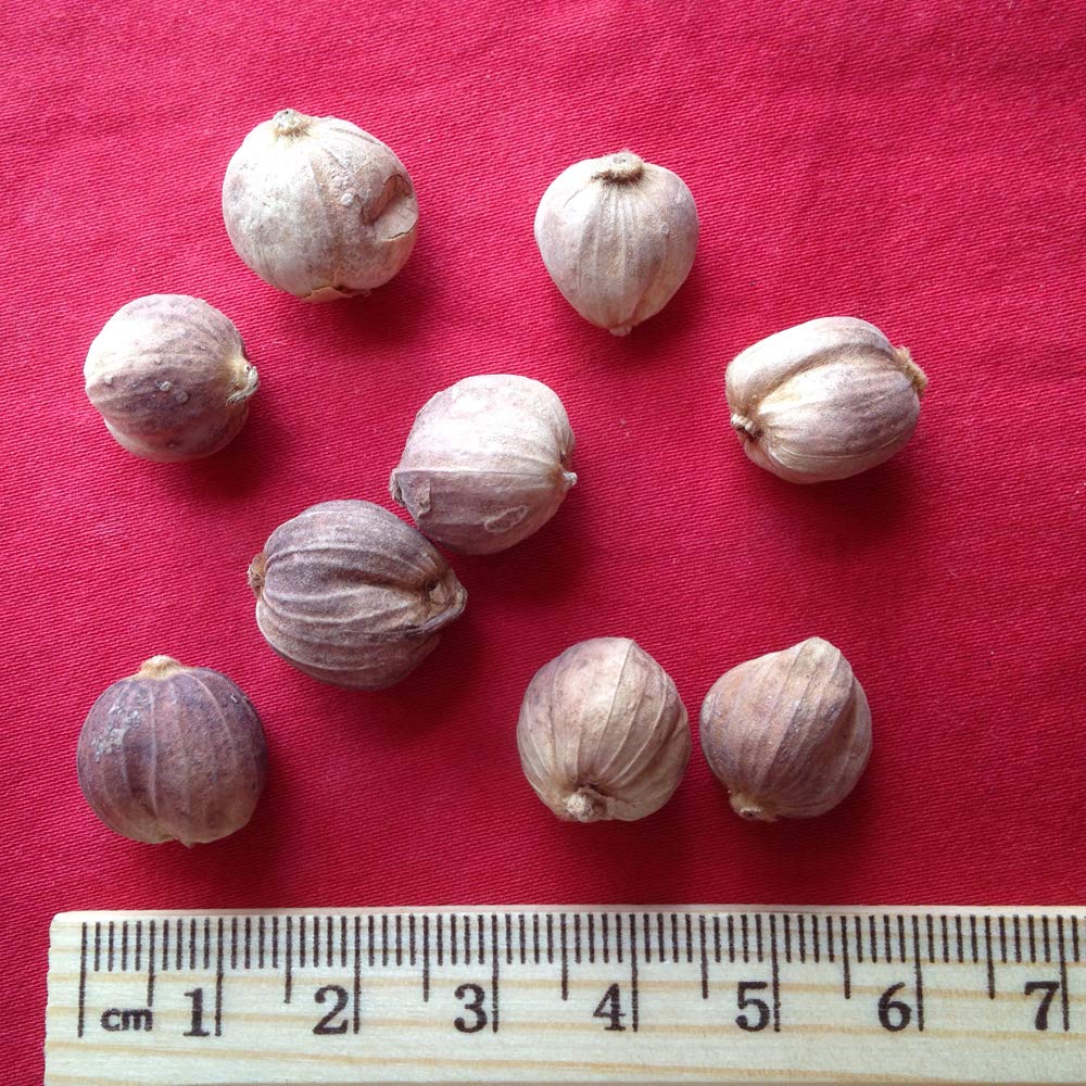 Xi Yao Peng Doukou Round Cardamom Fruit Dried - 100g - image 2