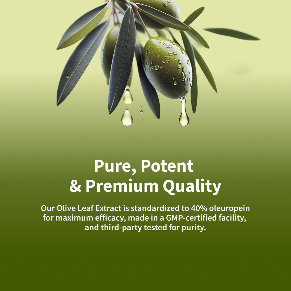 Snap Supplements Olive Leaf Extract 40% Oleuropein - 60 Capsules - image 2