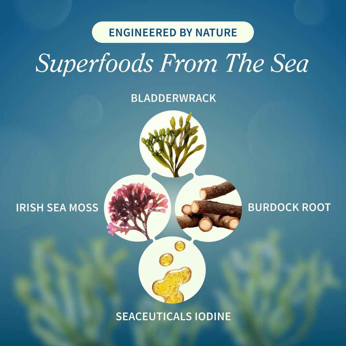 Snap Supplements Irish Sea Moss - 60 Capsules - image 3