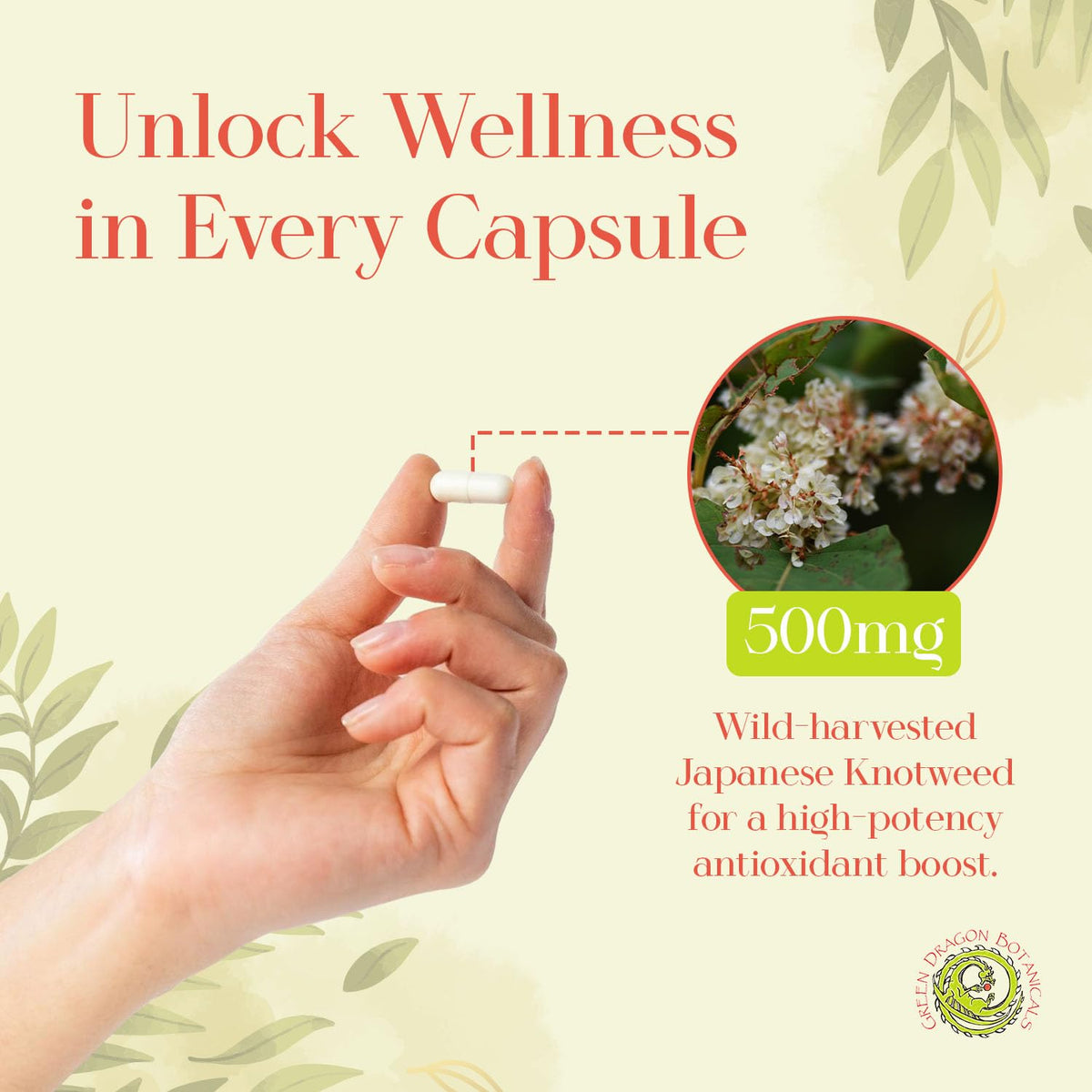 Green Dragon Botanicals Japanese Knotweed 500 mg - 100 Capsules - image 3