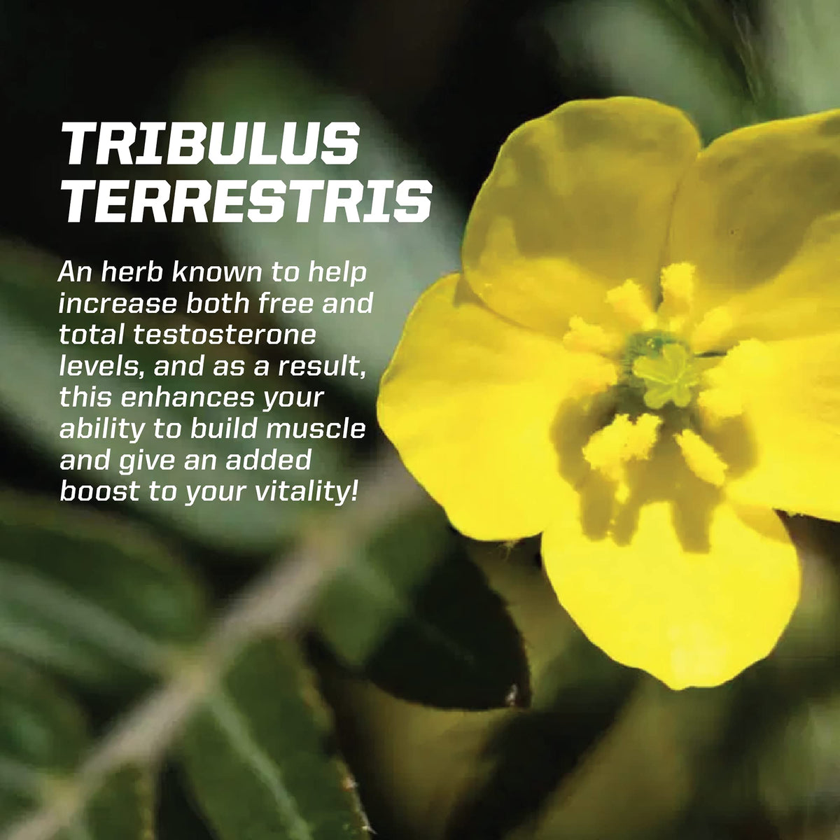 PMD Sports Z-Test Nighttime Testosterone Support - 90 Capsules - image 5