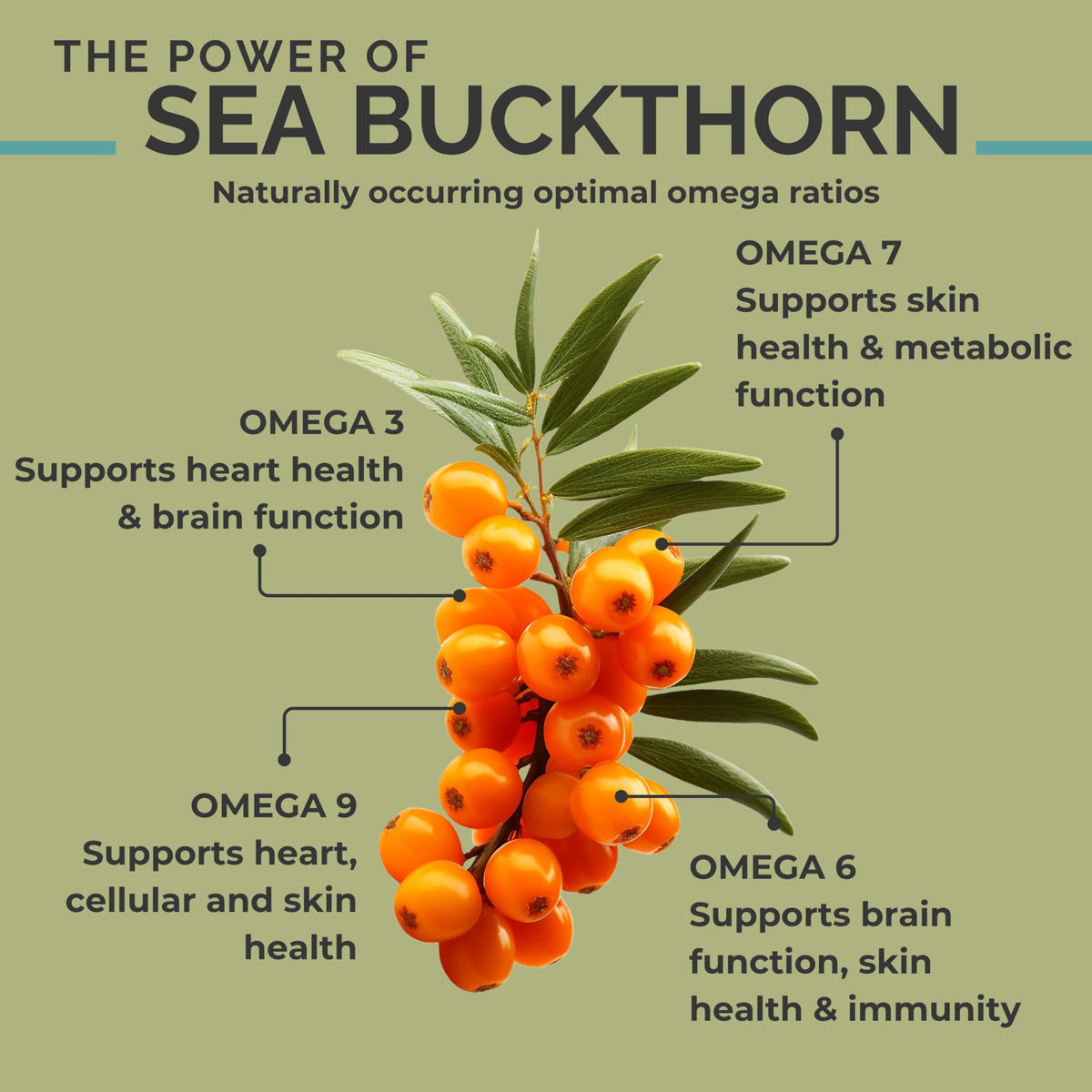 SEABUCKWONDERS Seabuck Nutritional