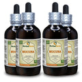 Herbal Terra LLC Mucuna (Mucuna Pruriens) Tincture