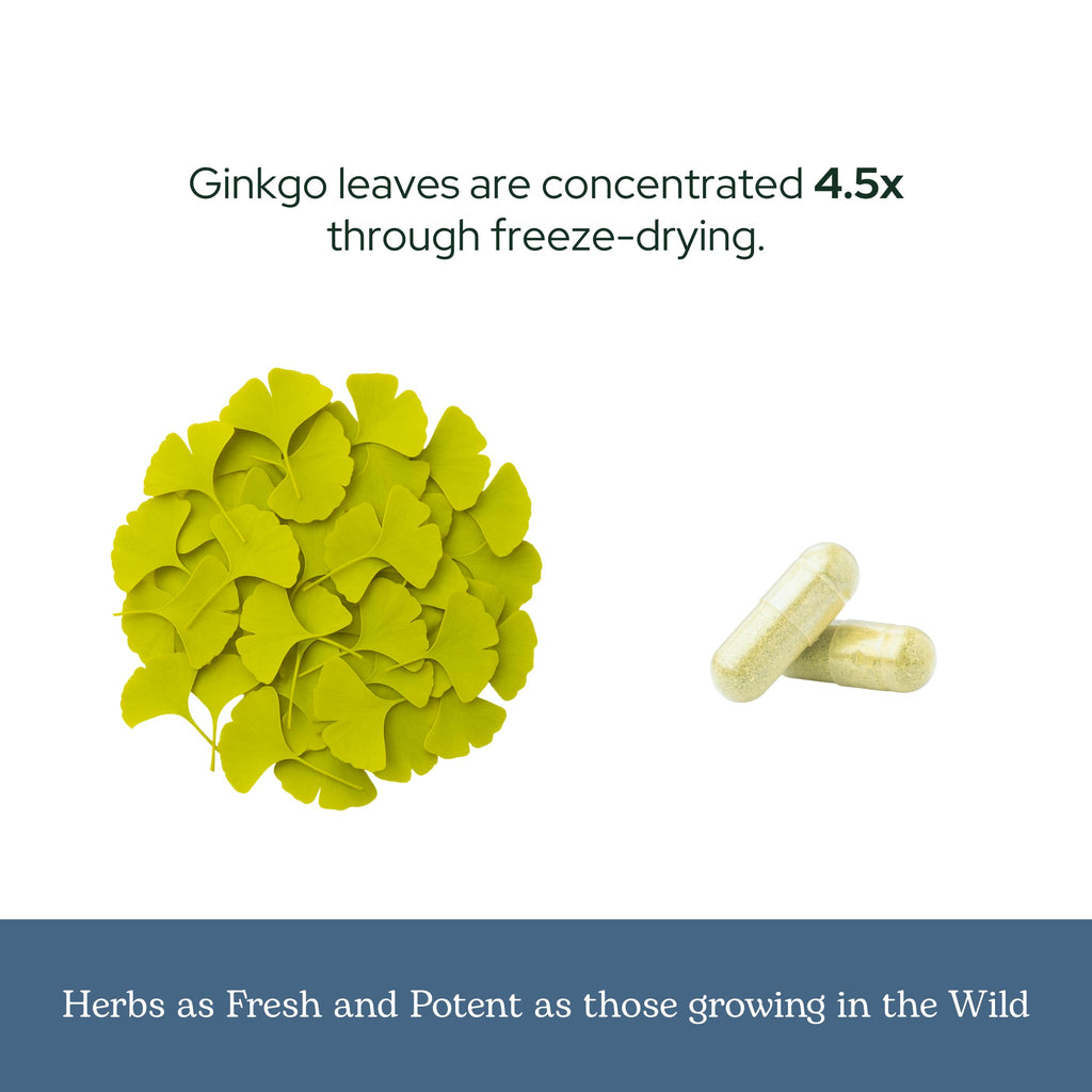 Eclectic Institute Ginkgo Biloba Cognitive Support - 120 Capsules - image 6