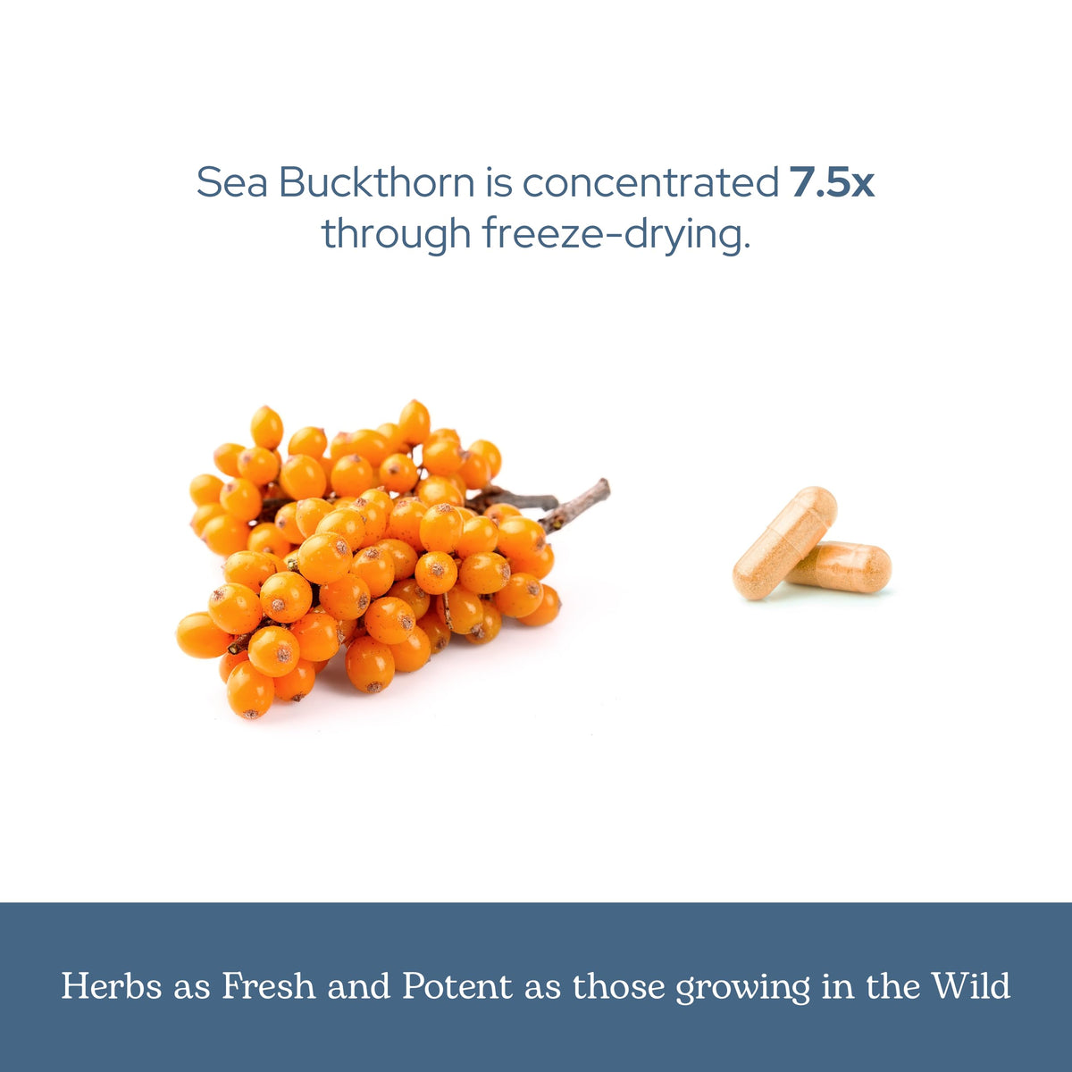 Eclectic Herb Sea Buckthorn Capsules 400 mg - 90 Capsules - image 6