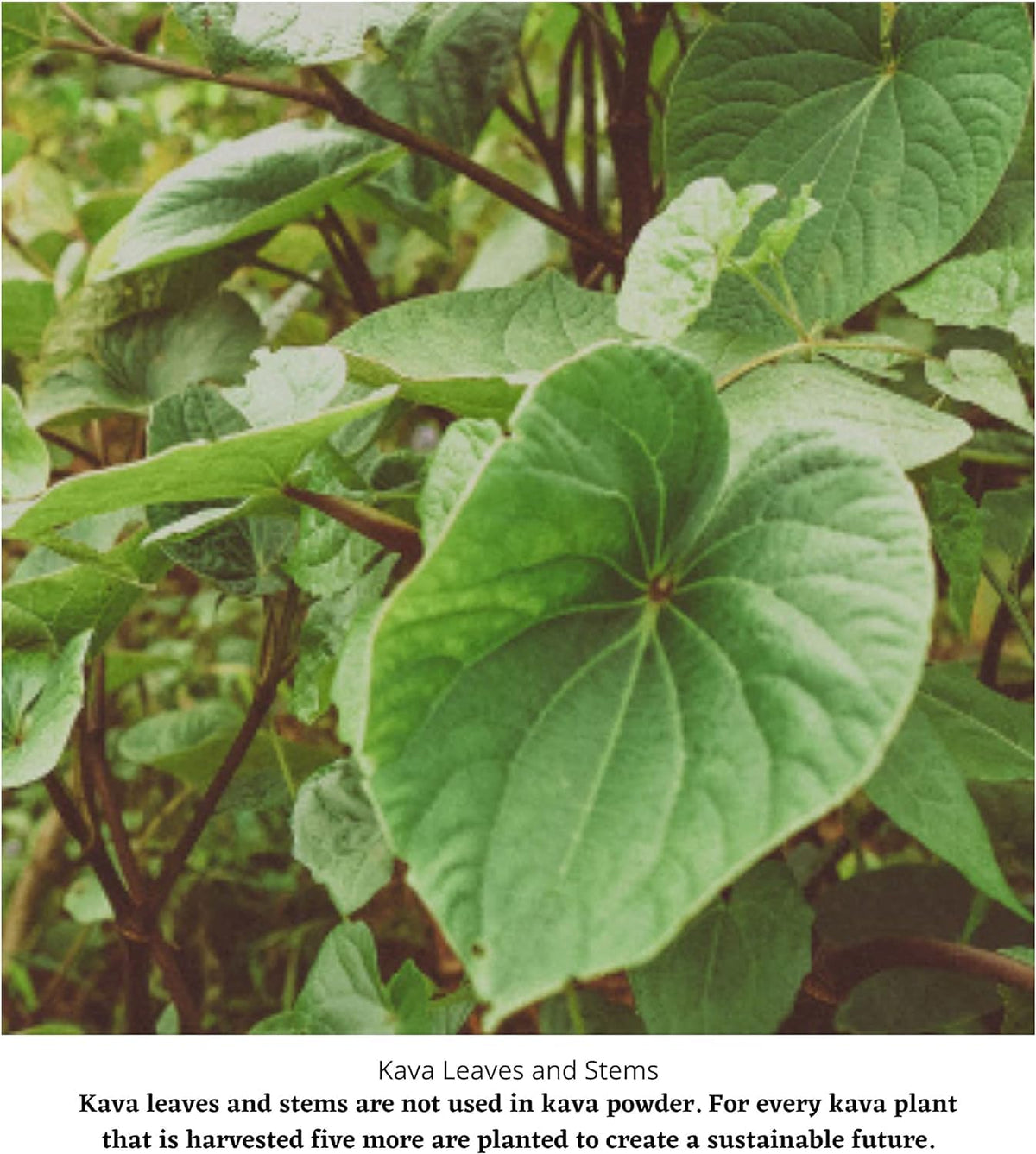 Enjoy Kava Noble Kava Root Powder for Sleep - 8 Oz - image 2