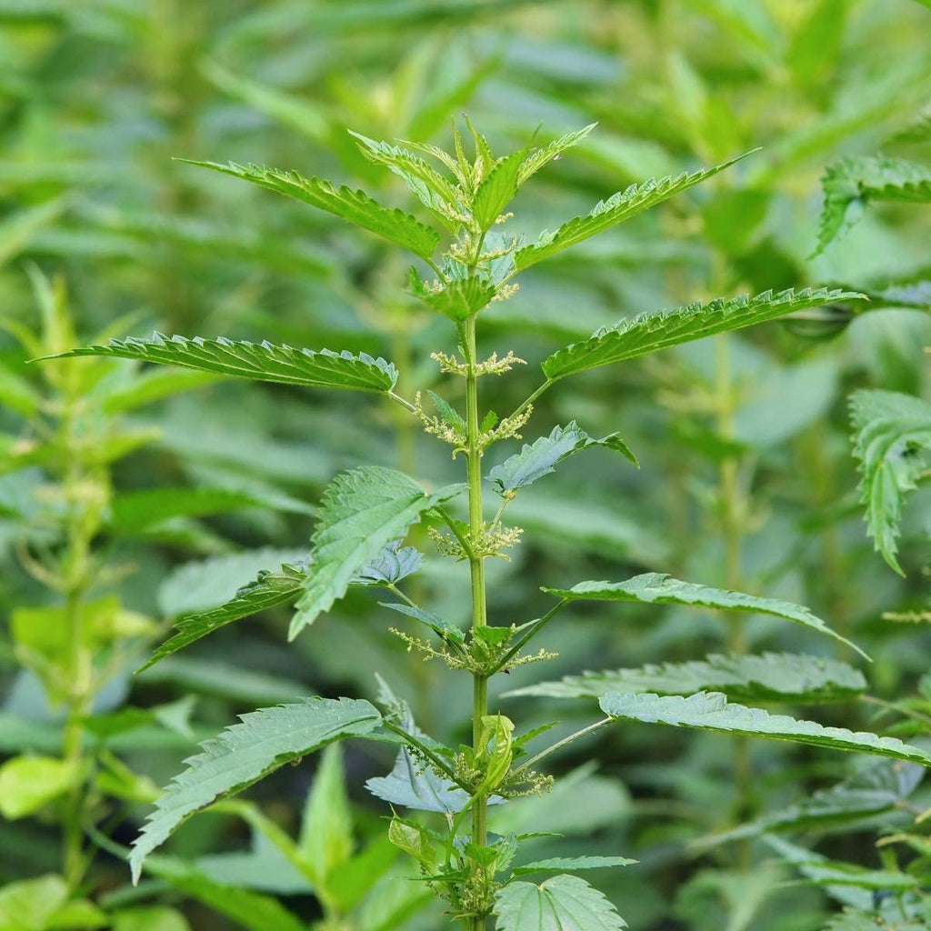 OrginBud Stinging Nettle Urtica Dioica Seeds - 100 Seeds - image 2