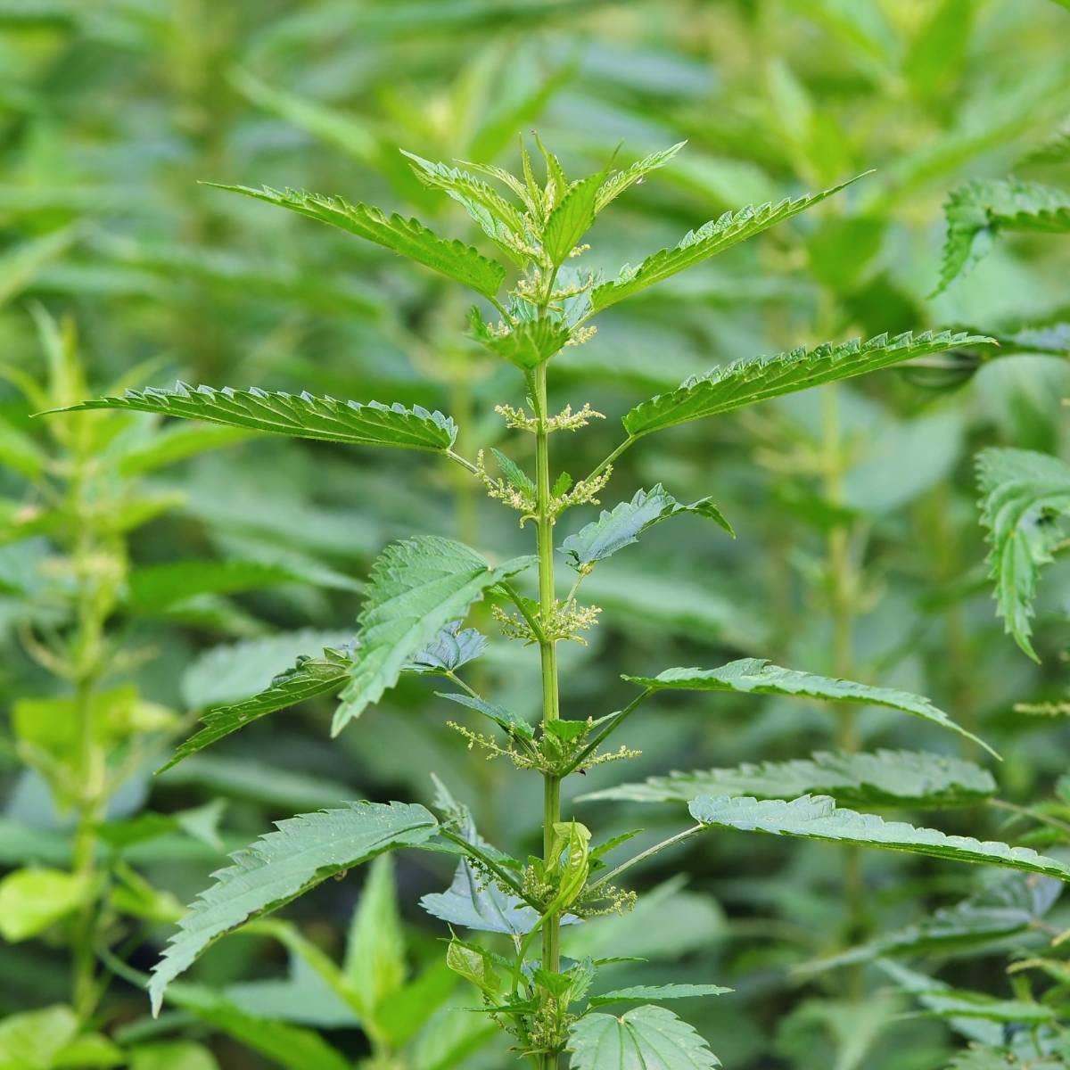 OrginBud Stinging Nettle Urtica Dioica Seeds - 100 Seeds - image 2