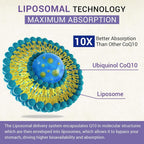 Besibest Liposomal Ubiquinol CoQ10 800 MG Softgel