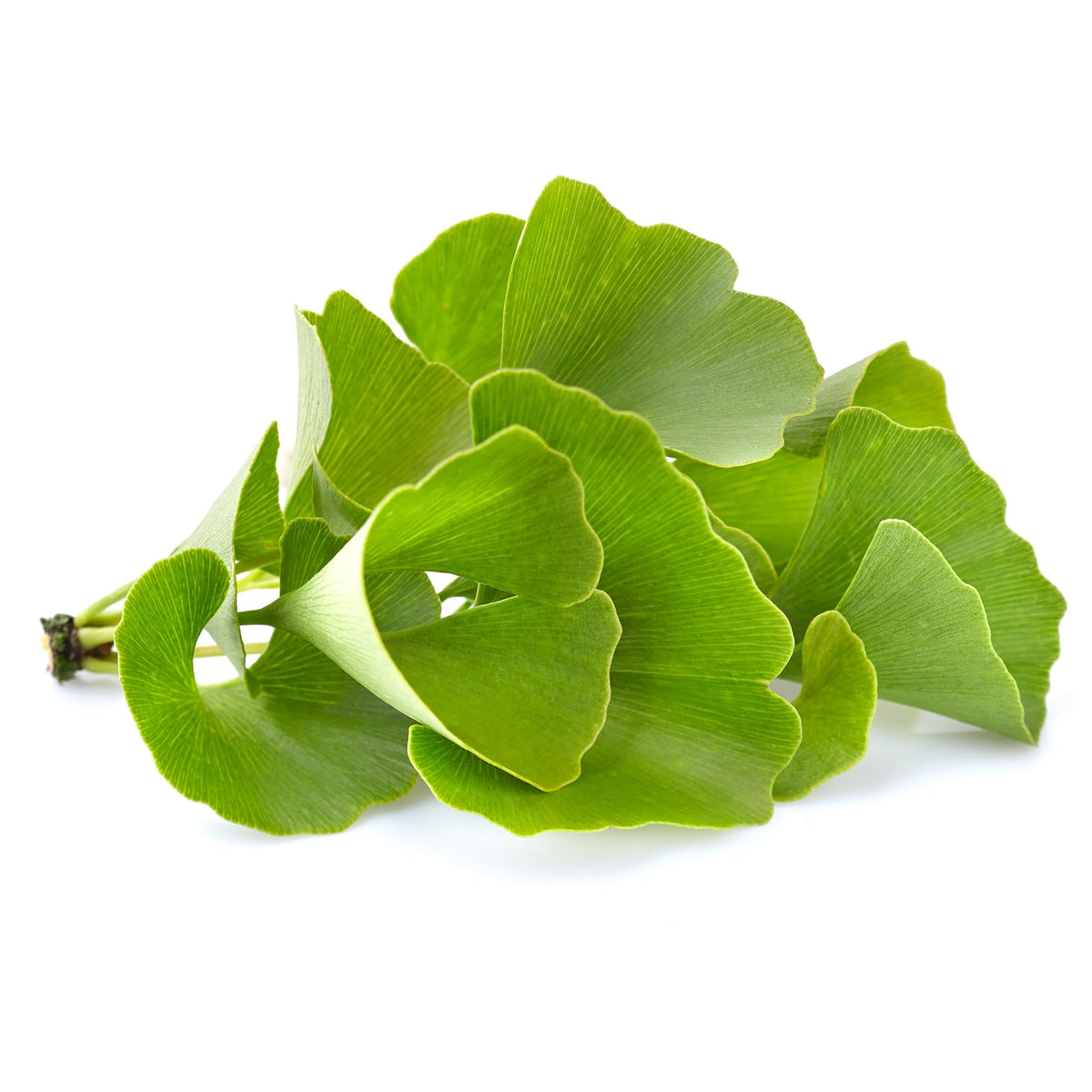 PURE ORIGINAL INGREDIENTS Ginkgo Biloba Extract Powder - 8 Oz - image 4